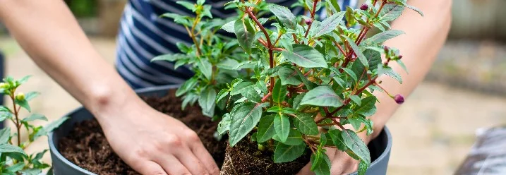 Person pflanzt Blume in Topf